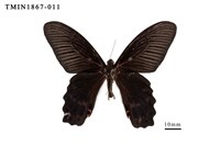 藏品(臺灣鳳蝶)的圖片